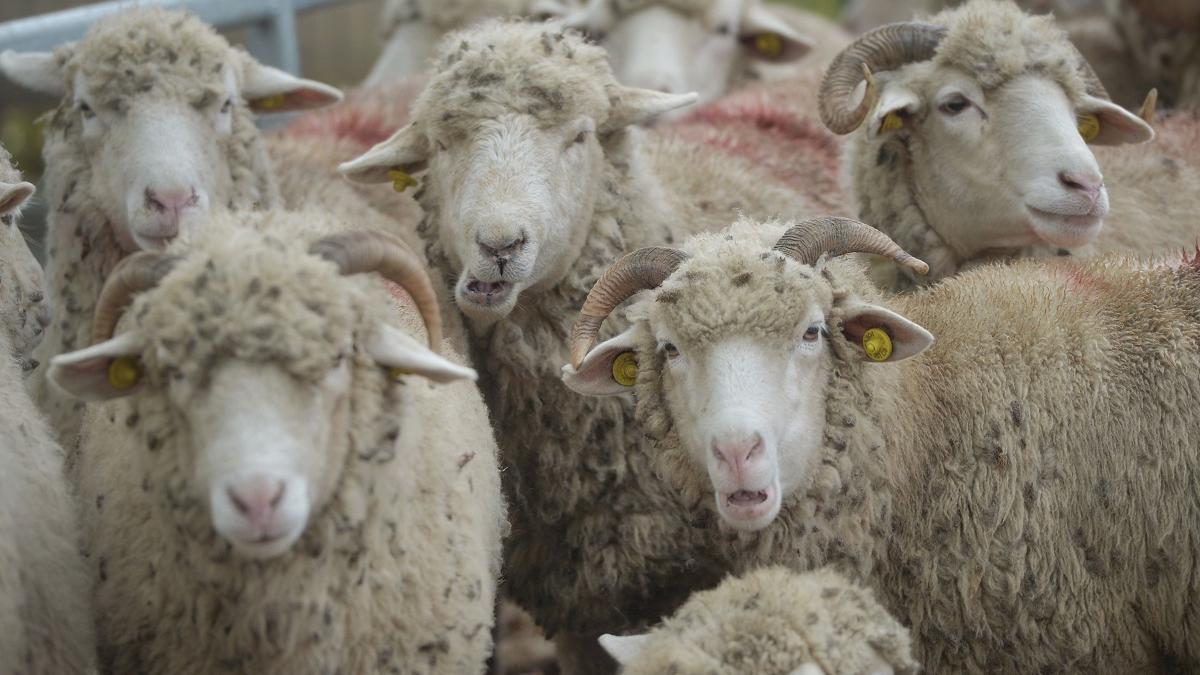 Un camion care transporta ovine s-a răsturnat în Bistrița Năsăud