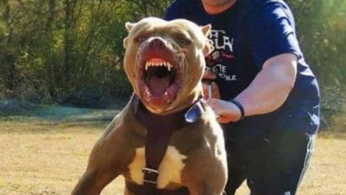 Bărbat din Argeș, mutilat de un câine rasa Amstaff scăpat din curte