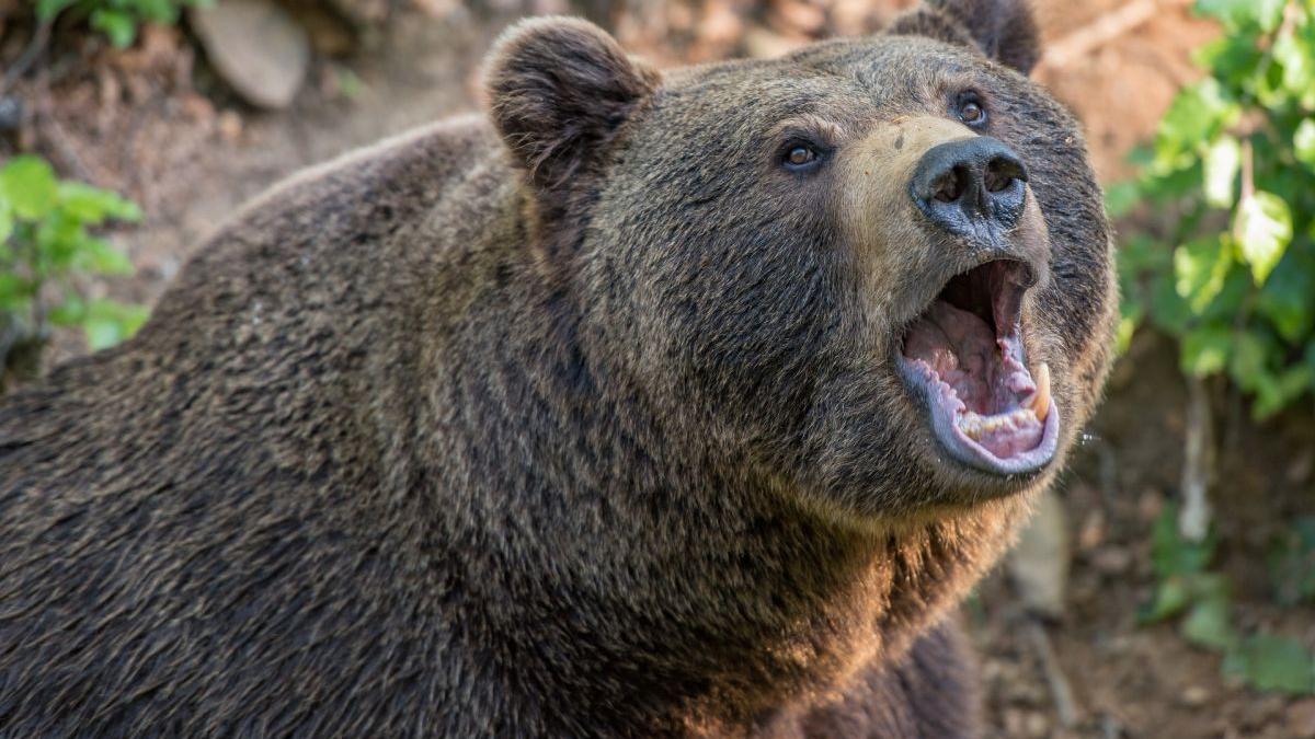 Panică la Sibiu: Un urs a fost văzut în zona Aeroportului. A fost transmis mesaj Ro-Alert