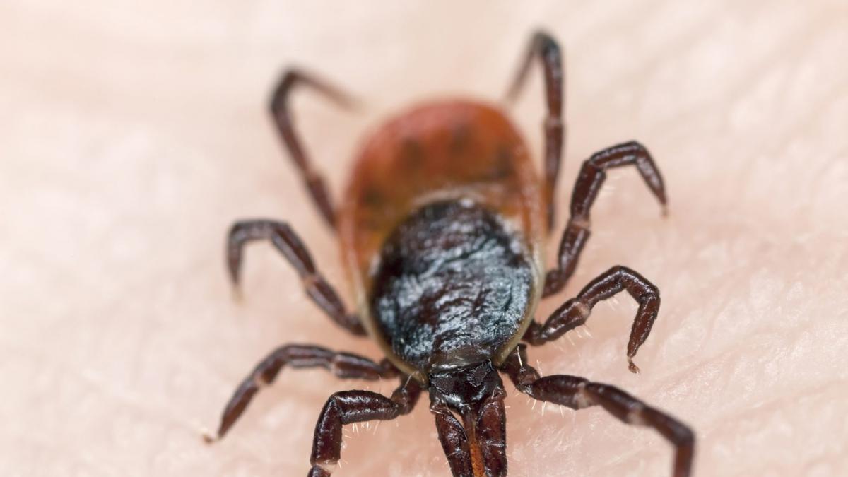 Atenție la căpușe! Măsuri de prevenție. Sfaturi pentru îndepărtarea insectei și tratarea leziunii