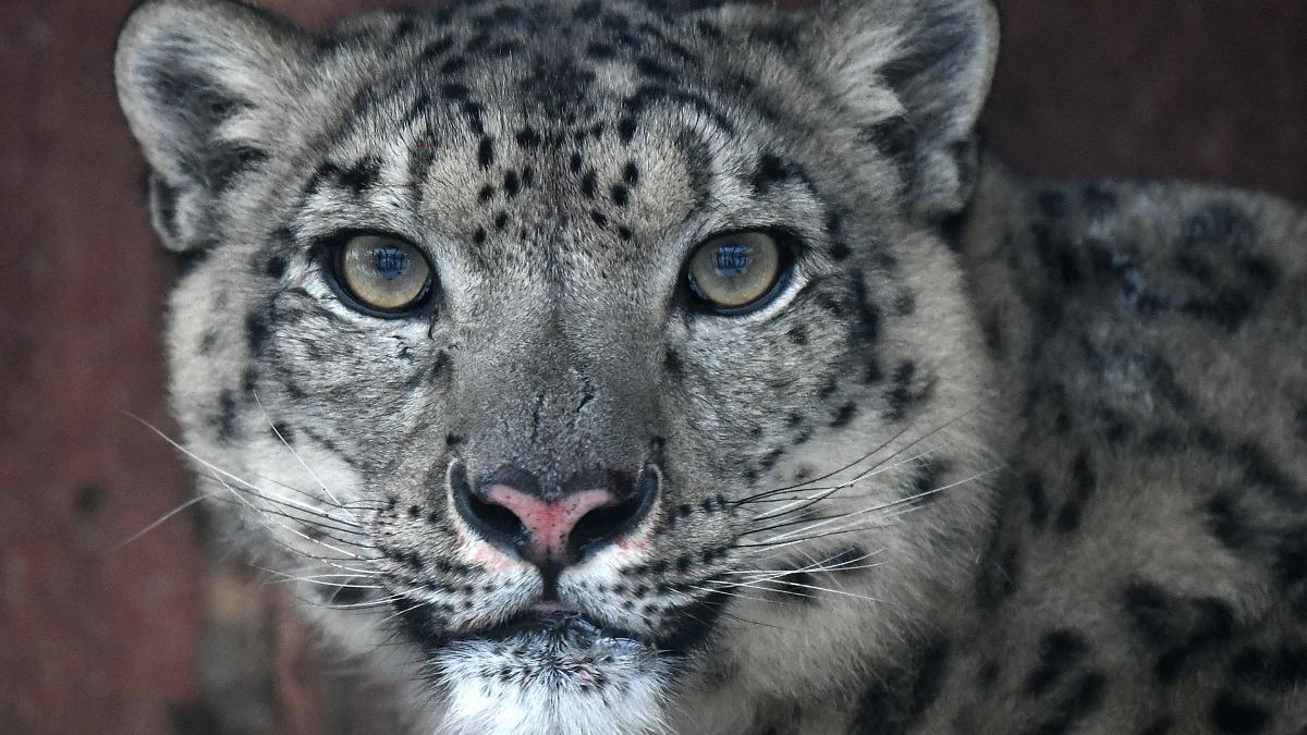 Leoparzii terorizează India