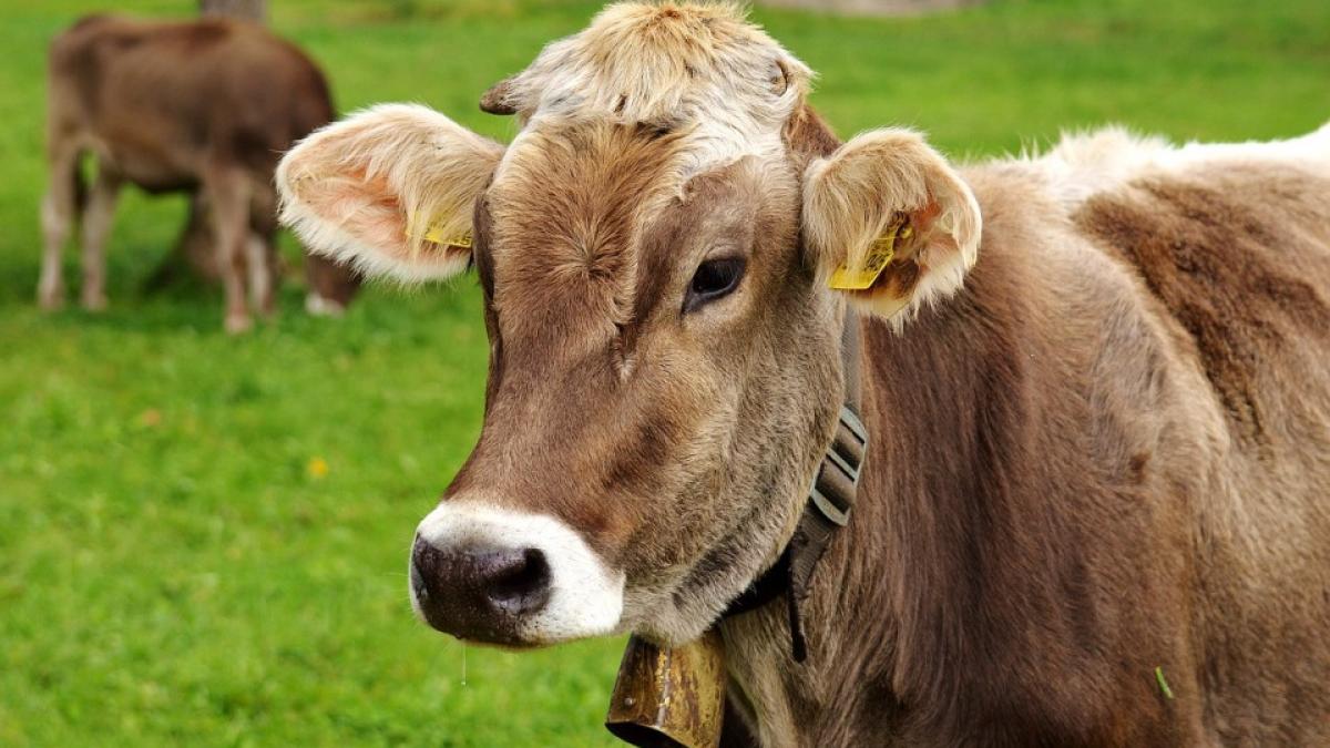 Ideea trăsnită a unui șofer din Dej. O vacă a fost plimbată cu mașina prin oraș