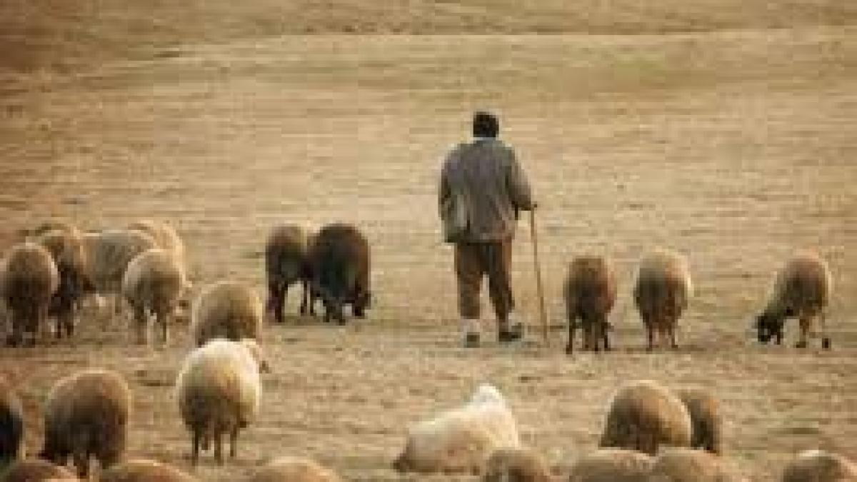 Tradiția urcatului oilor la munte, reluată pentru turiști într-un sat din Sibiu
