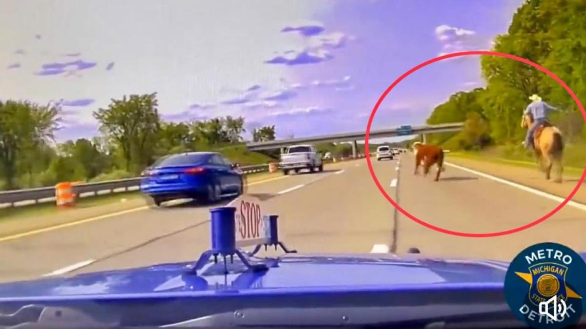 Urmărire spectaculoasă pe o autostradă din SUA: un cowboy cu lasou a prins o vacă