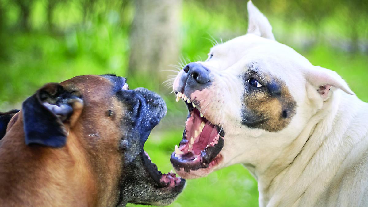 Lupte între câini și antrenament cu animale vii, într-o comună din Bistrița-Năsăud