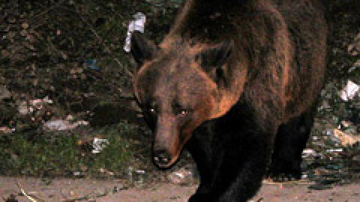 Urs văzut pe o stradă din Bușteni. A fost emis mesaj Ro-Alert