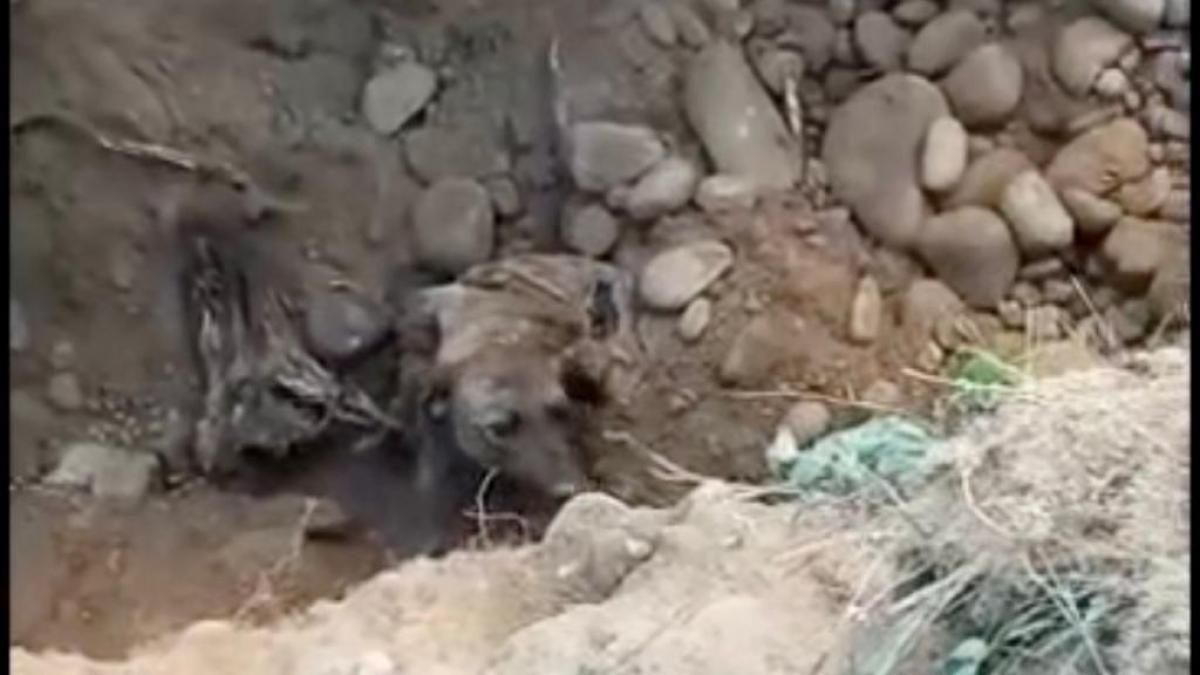 Cățel captiv peste 24 de ore într-o conductă îngustă, salvat de pompierii hunedoreni
