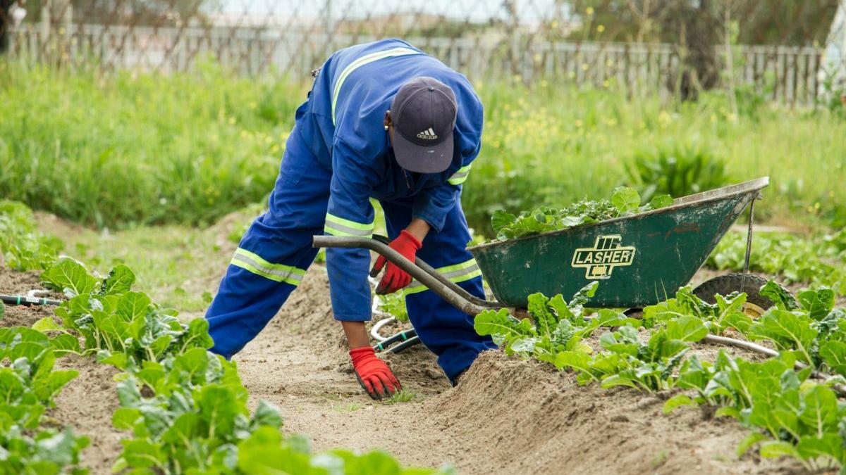 7 metode naturale prin care poți scăpa de buruienile din grădină