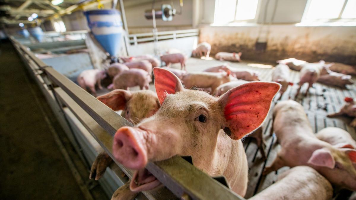Sprijin financiar de peste 560 milioane lei pentru crescătorii de animale
