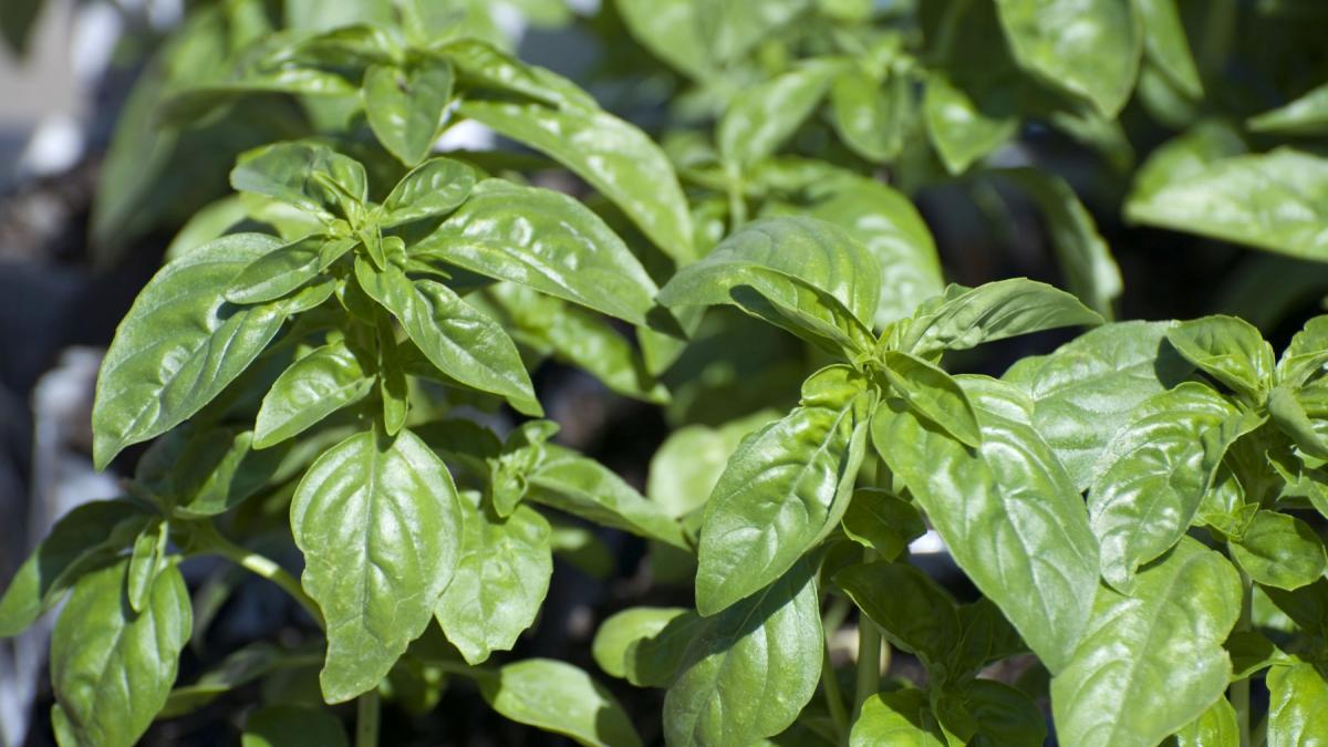 6 beneficii ale frunzelor de busuioc asupra sănătății