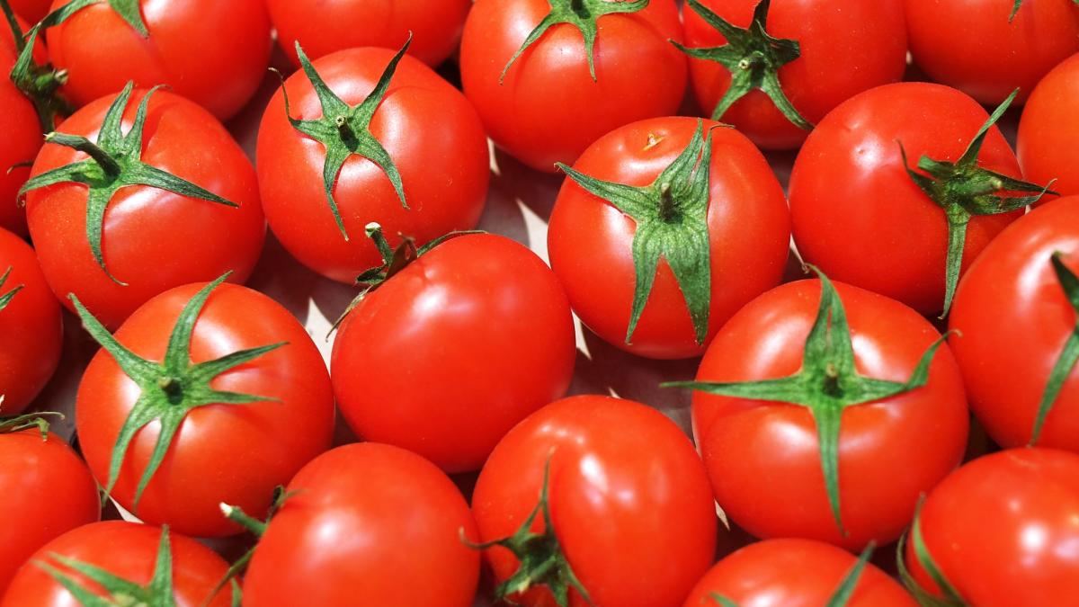 A fost prelungită cu 15 zile perioada de valorificare a tomatelor