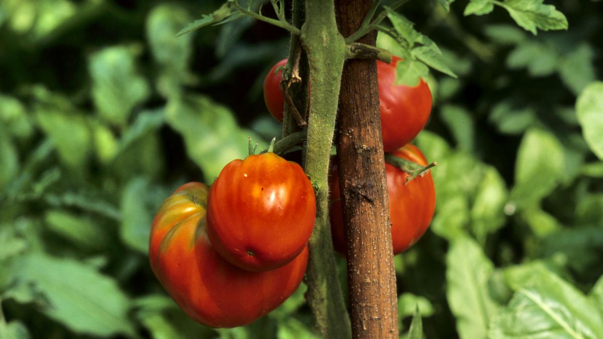 8 beneficii pentru sănătate ale tomatelor. Protejează pielea și reduc riscul de dezvoltare a cancerului