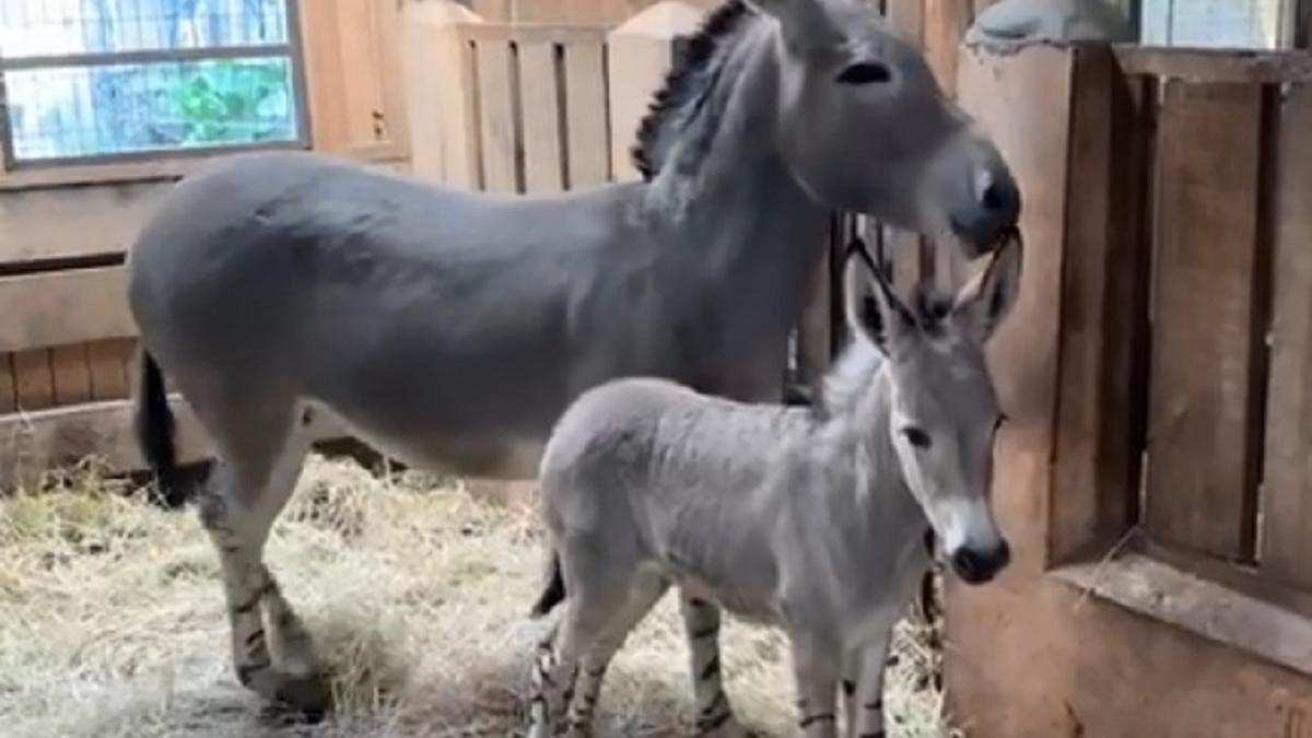 Exemplar rar de măgar sălbatic somalez, născut la grădina zoologică din Chile
