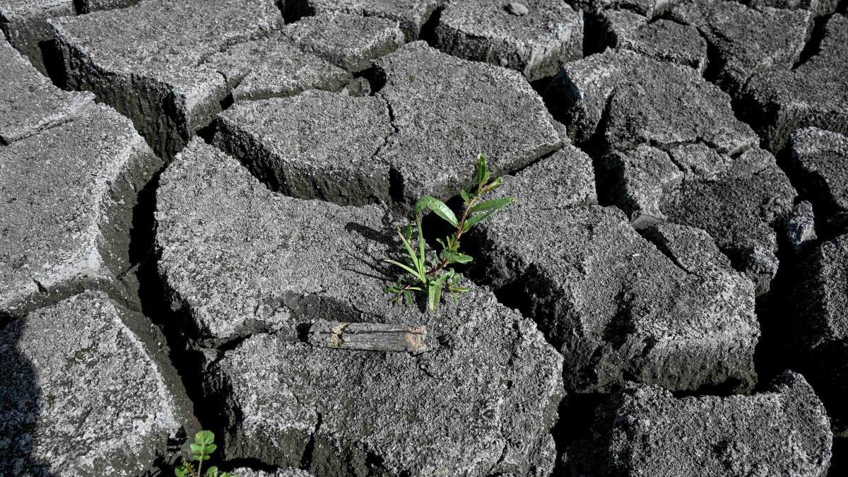 Ministerul Agriculturii, principalul vinovat de deşertificarea ţării