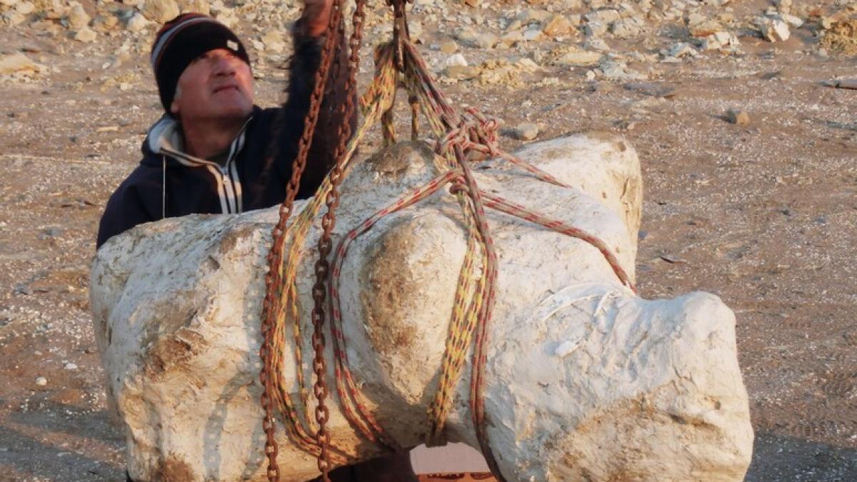 A fost descoperit cel mai mare animal care a trăit vreodată pe Pământ, mai mare decât dinozaurii