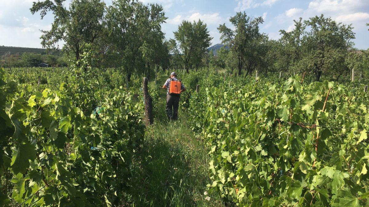 Măghiran, zeul viței-de-vie de sub Cornu Caprei