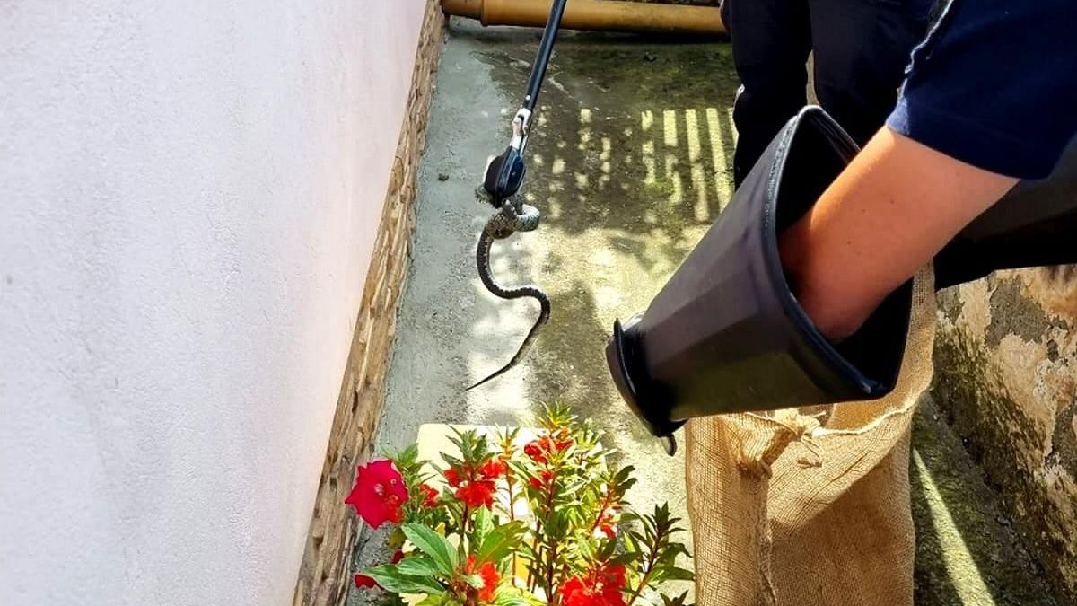 Șarpe găsit în curtea unei case din Sibiu