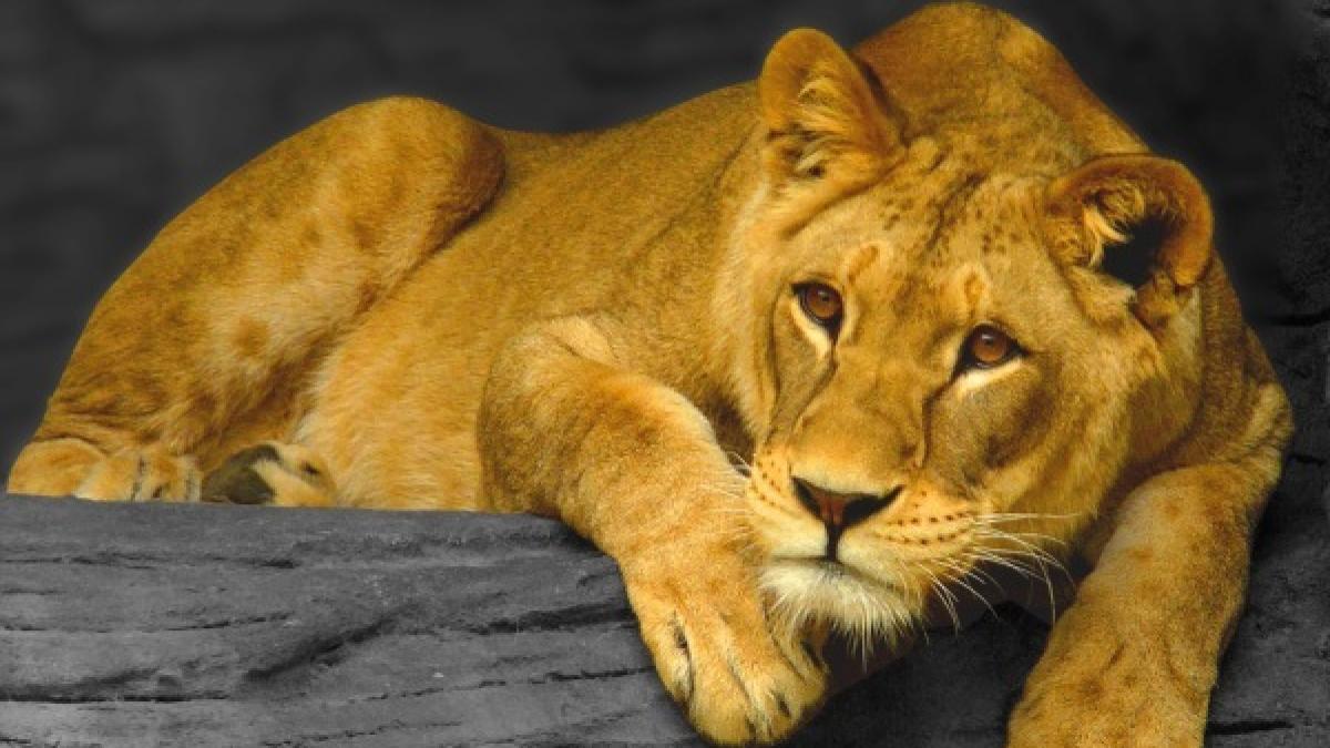 O leoaică evadată a fost împușcată în Coreea de Sud