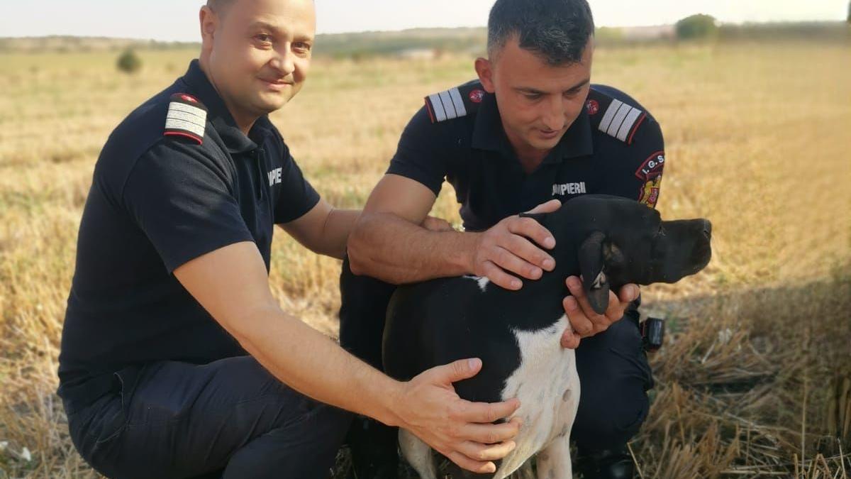 O căţeluşă a fost salvată de pompieri dintr-o fântână adâncă de 12 metri