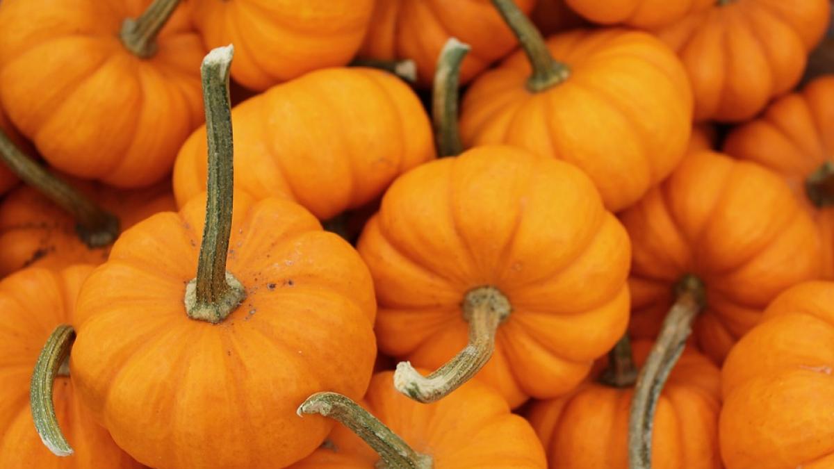 Health Benefits of Pumpkin: Gut Health, Cancer Prevention, Immunity, and More