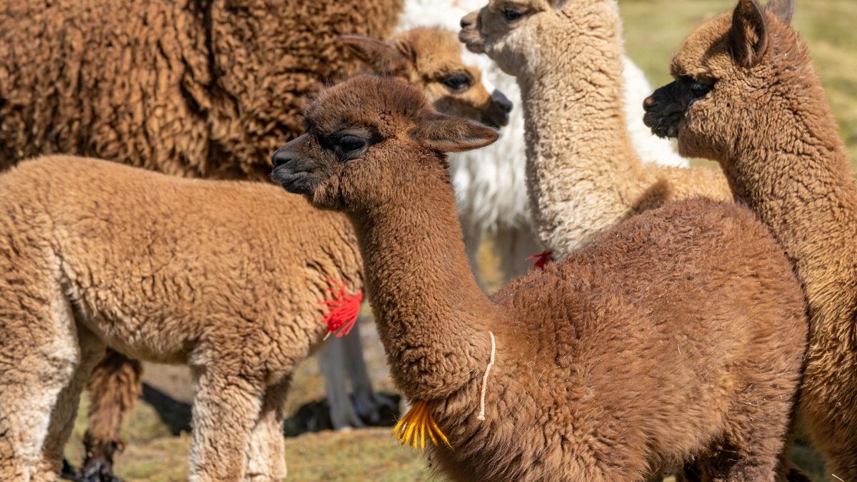 American, condamnat. A folosit ajutoarele din pandemie pentru a cumpăra o fermă de alpaca!