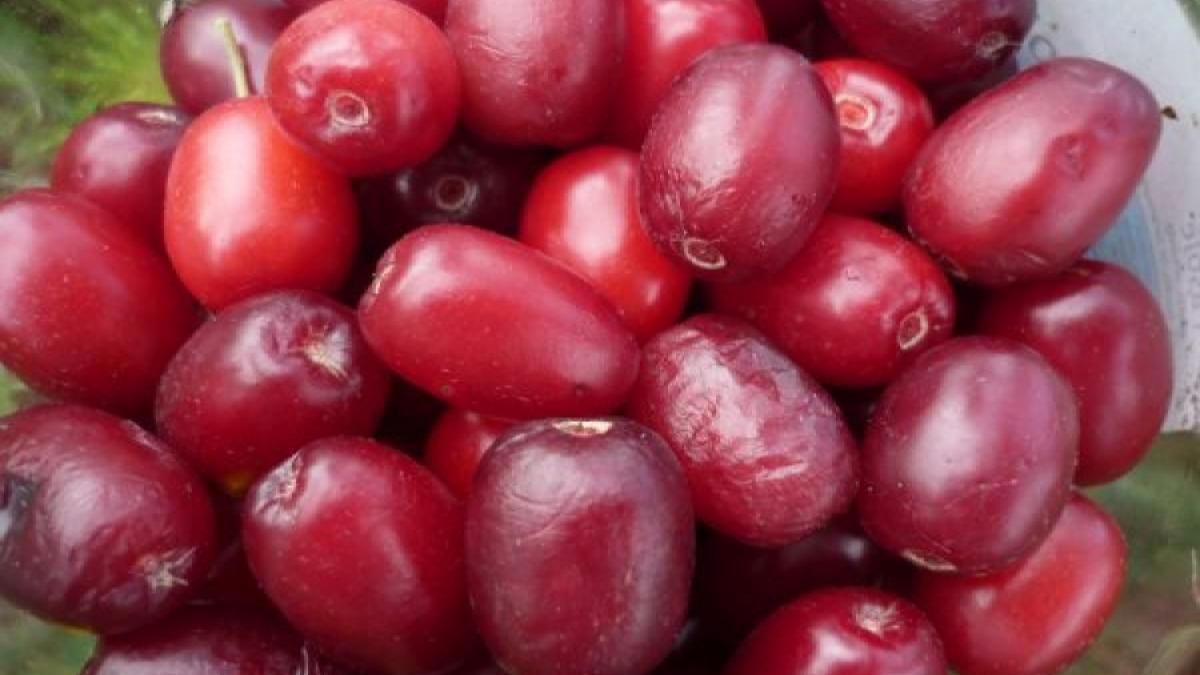 Coarnele, comoara uitată a lunii septembrie