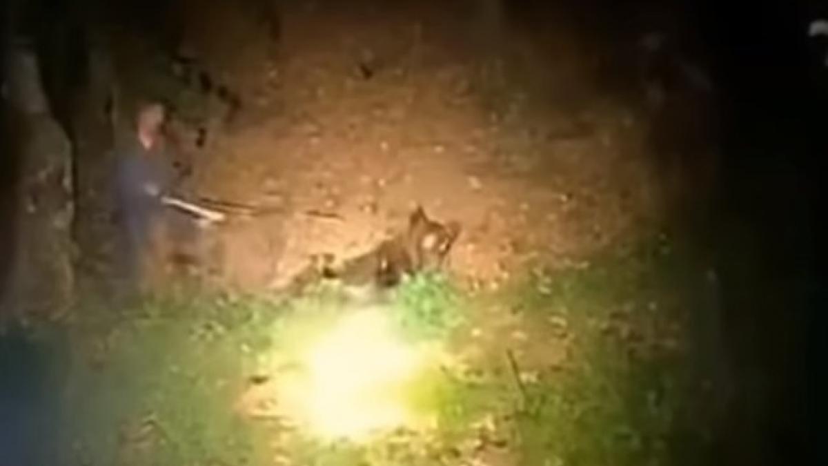 Un bărbat a atacat cu bâta un urs care dormea în pădure: "Fugi! Fugi, că mă omoară!"
