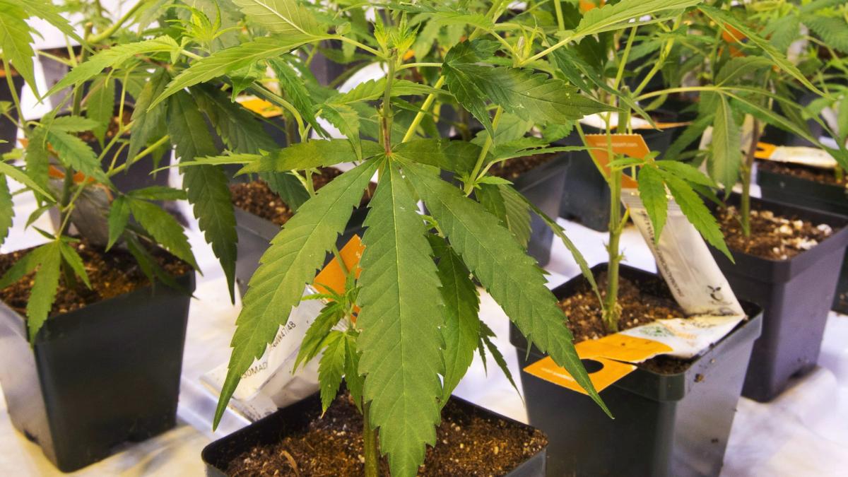 Cultiva canabis într-o seră și vindea apoi drogurile cu 70 de lei gramul