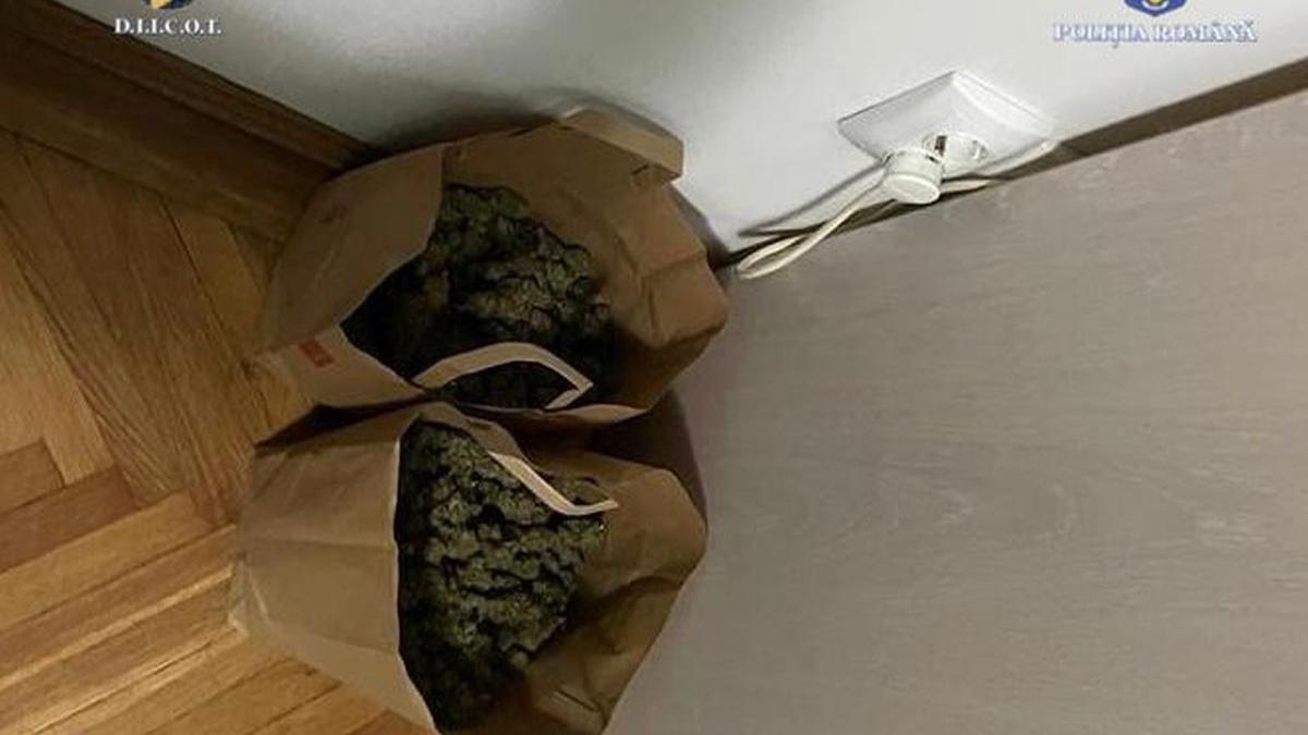 Un agricultor olandez a crezut că poate cultiva canabis în România