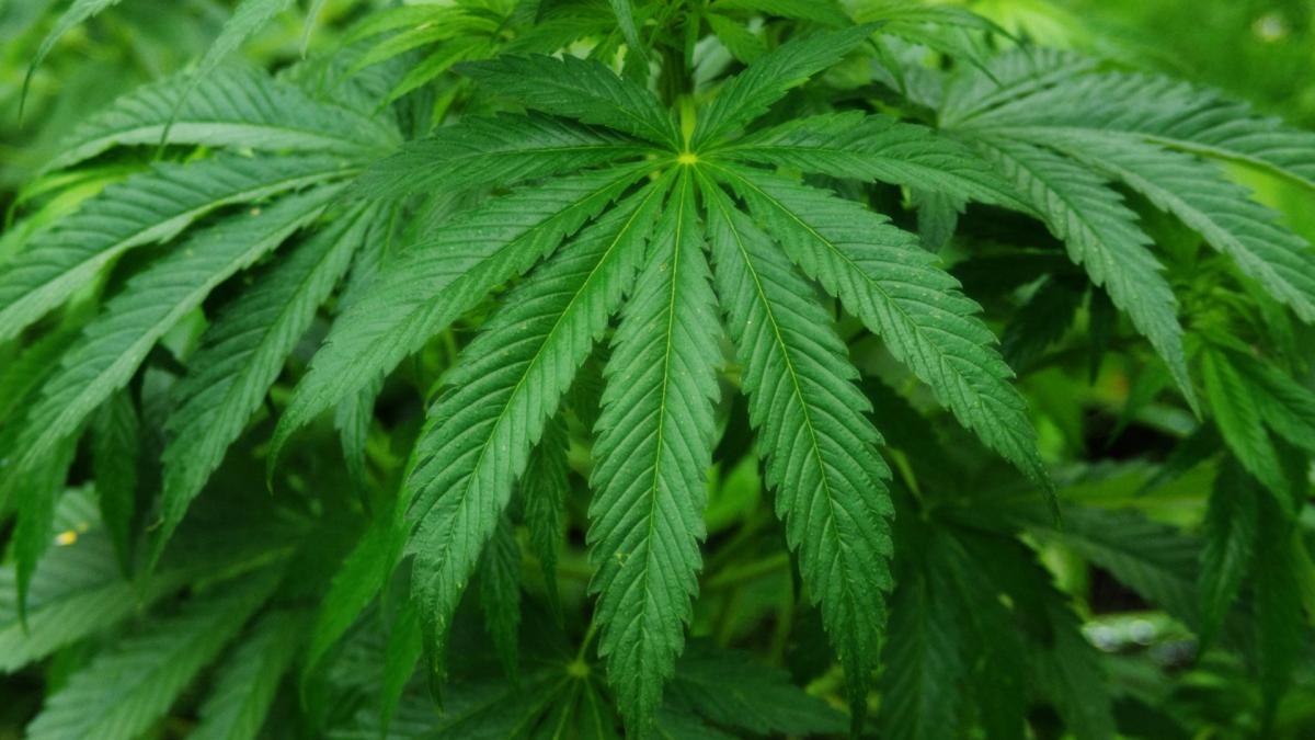 Un bărbat a cultivat canabis în curtea unor case de vacanță din Harghita și Covasna