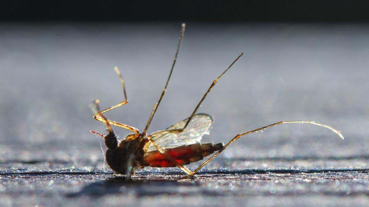 75 de cazuri confirmate şi 7 probabile de infecţie cu virusul West Nile