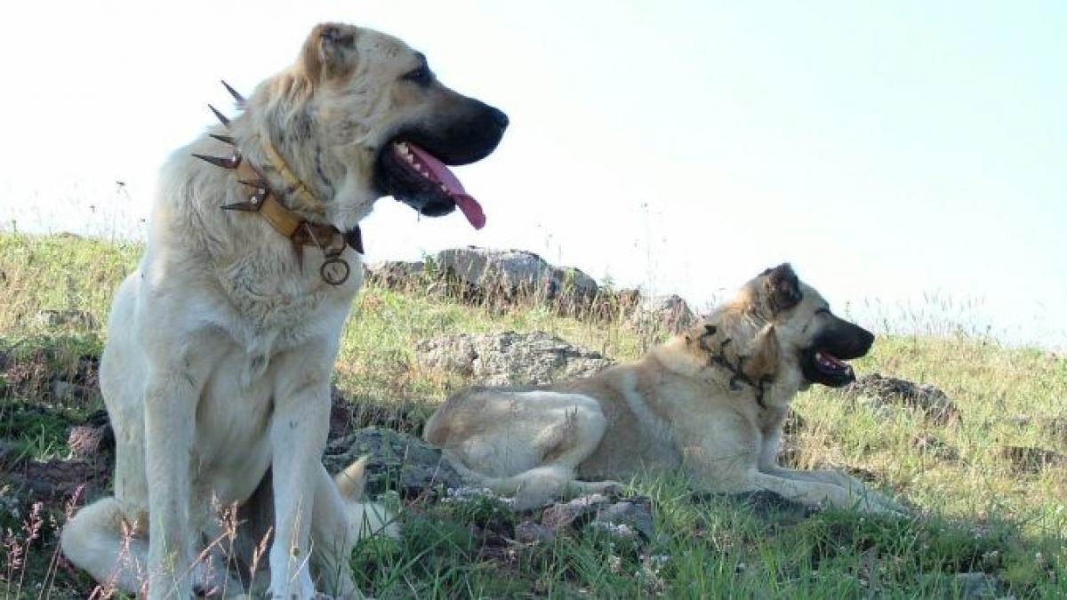 5 rase de câini cu cea  mai puternică mușcătură