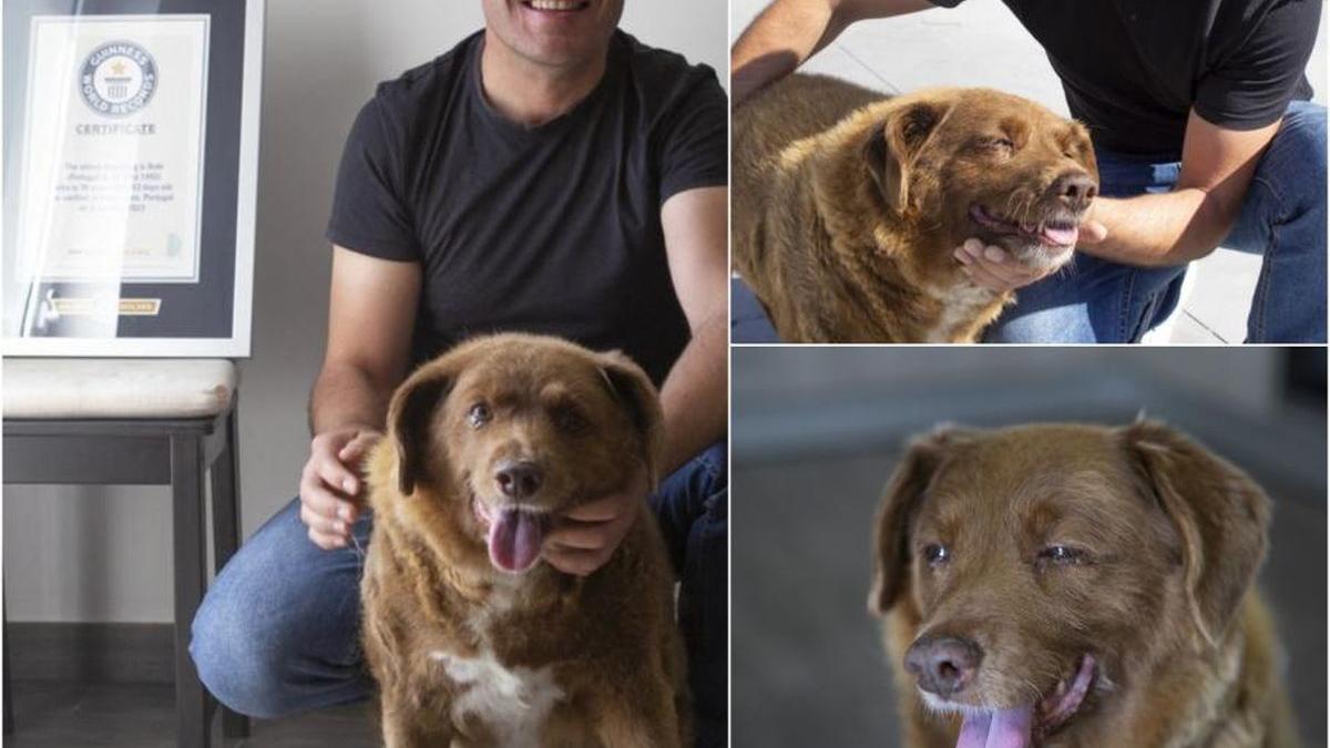 Bobi, cel mai bătrân câine din lume, a murit la cinci luni după ce a împlinit 31 de ani