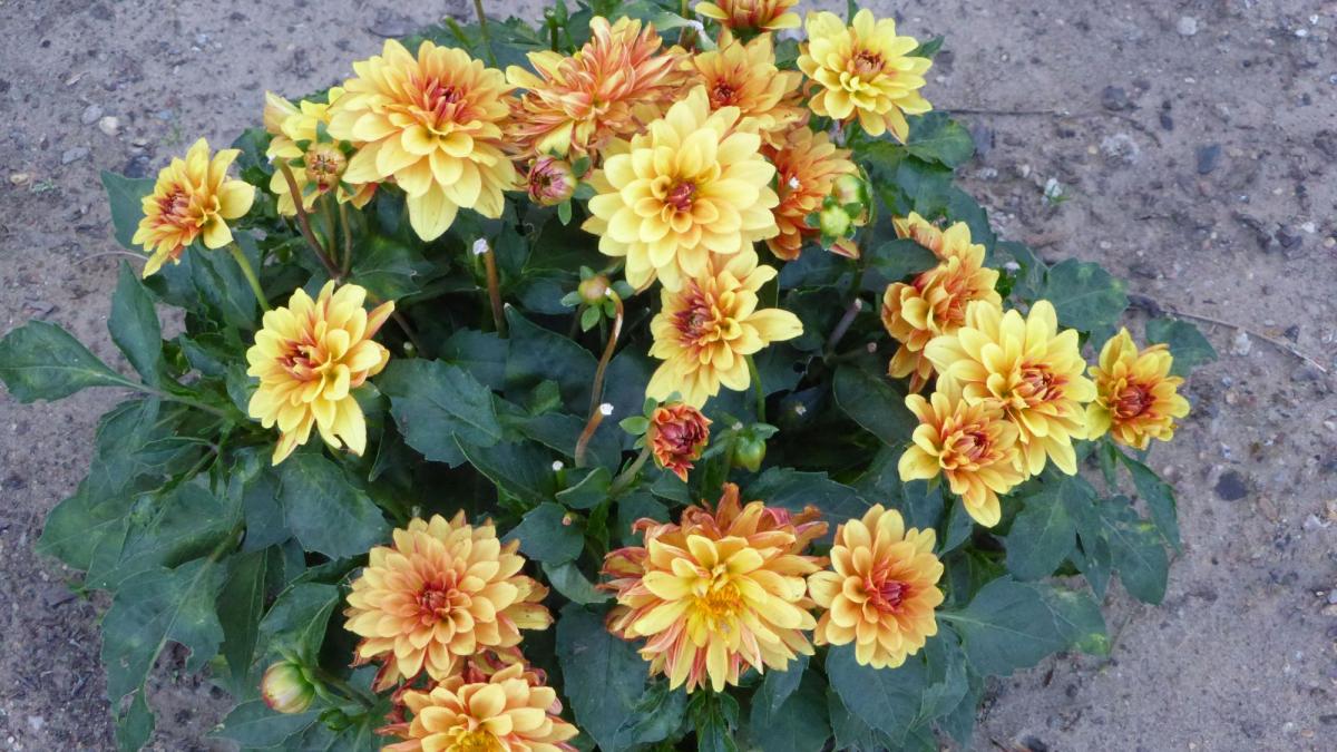 8 plante care trebuie aduse în casă înainte de răcirea vremii
