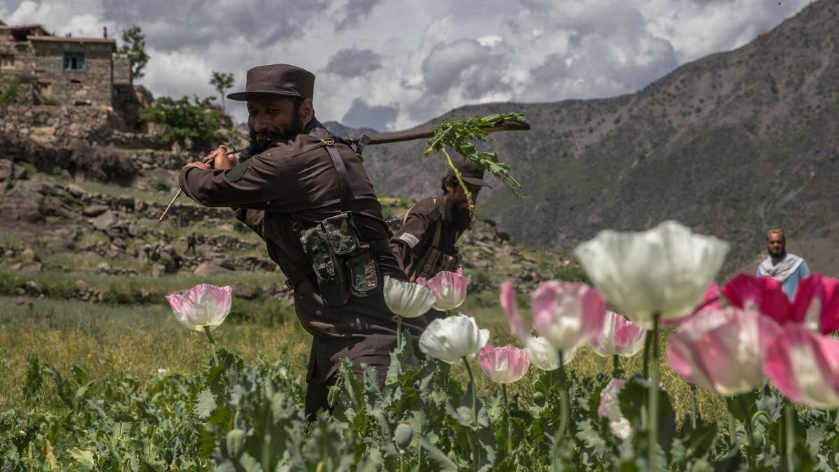 Exporturile de mac pentru opiu din Afganistan au scăzut cu 95%