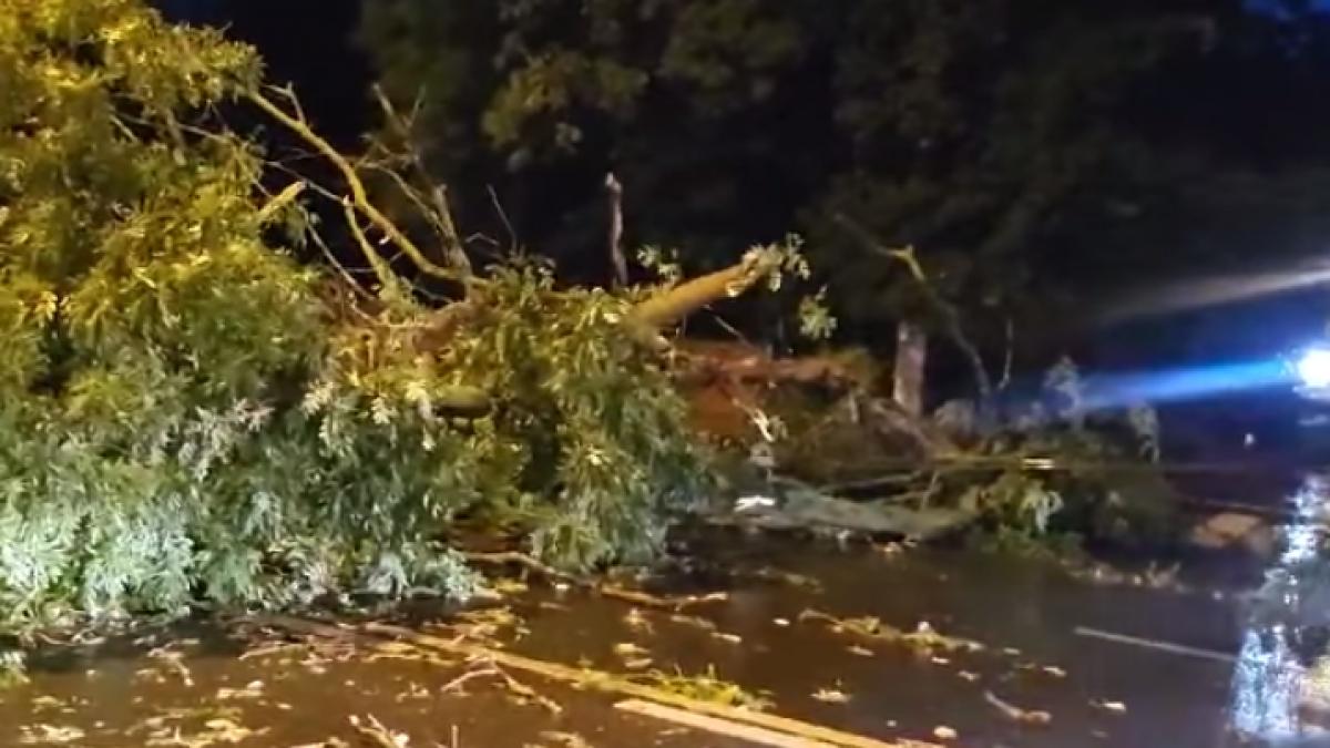 Un copac a căzut peste o maşină, în Harghita. O persoană este rănită