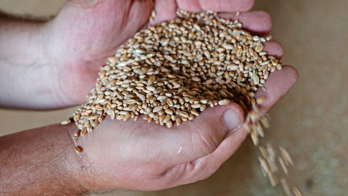 Fermierii români, lăsați fără afaceri de câte ori e România în topul producției de grâu