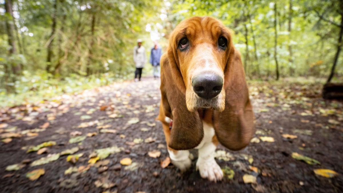 10 rase de câini perfecte pentru persoanele care muncesc toată ziua