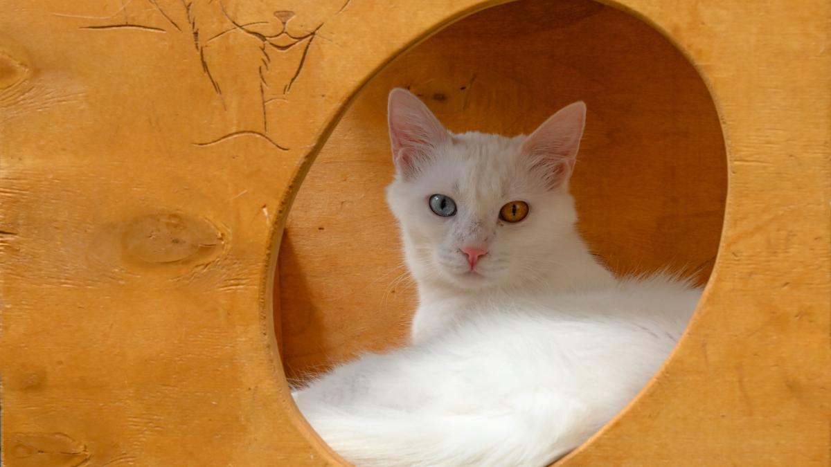 De ce pisicile preferă să se ascundă în cutii de carton