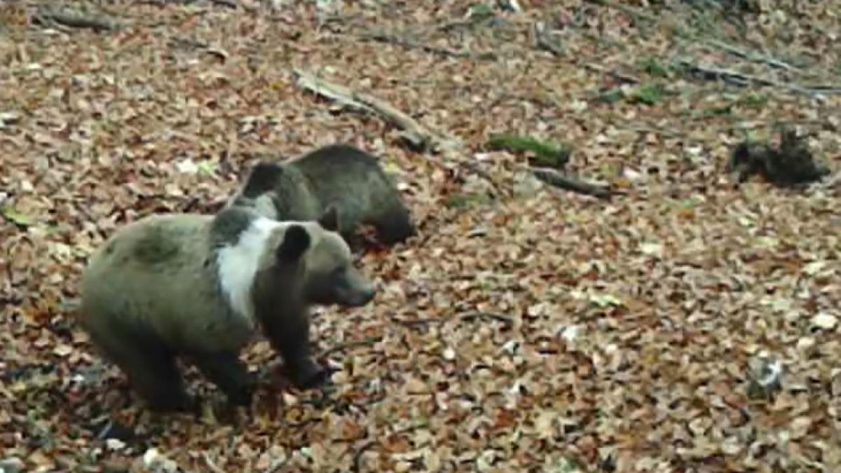 urs brun guler alb romania exemplare rare parc national gradistea muncelului