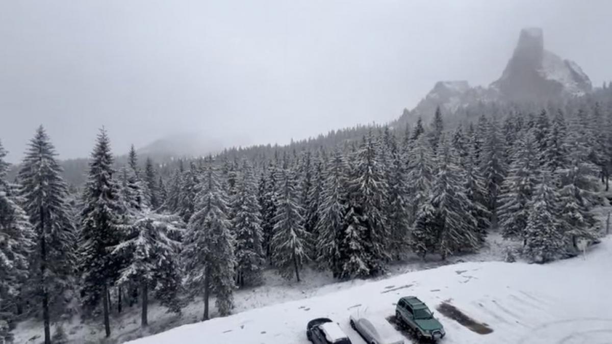 Ninge abundent în centrul țării