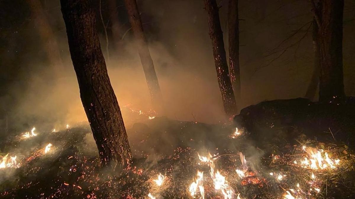 Incendiu puternic de vegetație uscată în Moinești