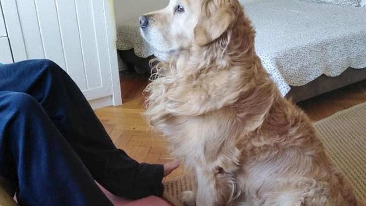 Un golden retriever a supraviețuit 30 de ore sub moloz după cutremurul din China