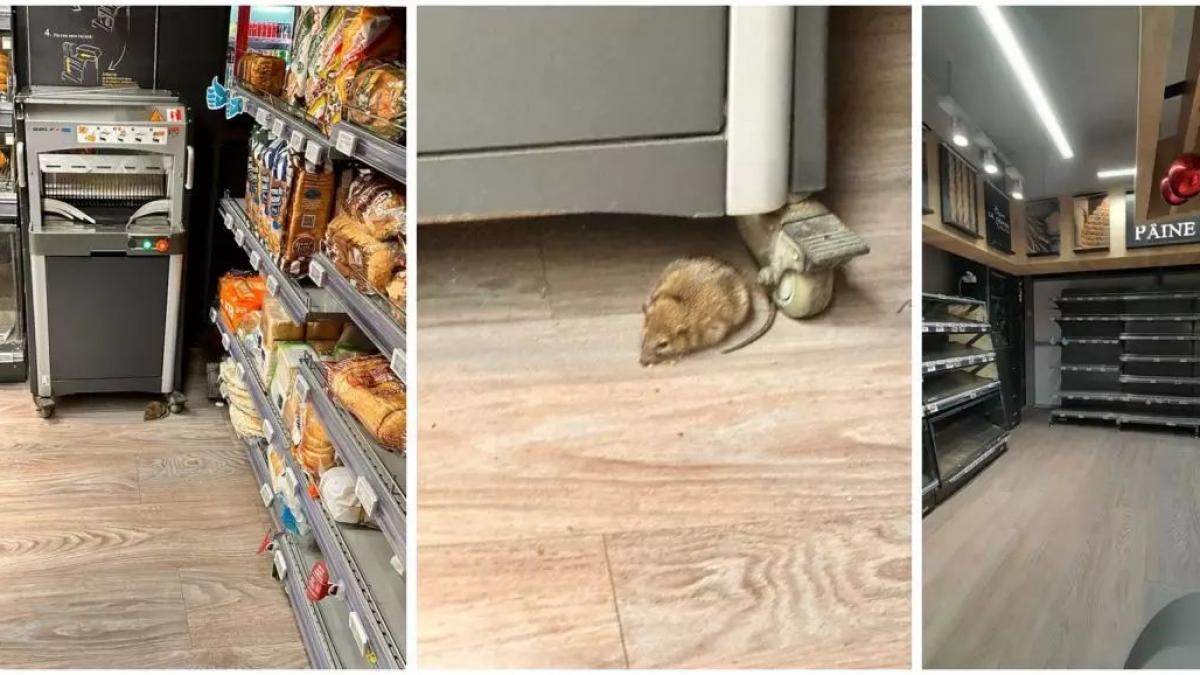 Protecția Consumatorilor a găsit un  șobolan într-un magazin din sectorul 1 al Capitalei
