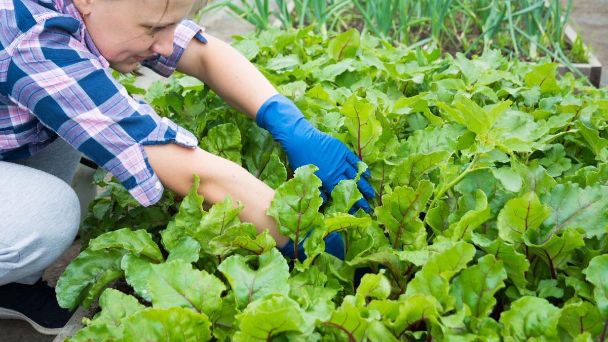 Ce și cum mâncăm în 2024? "Farm to fork“, conceptul care devine emblema industriei alimentare românești