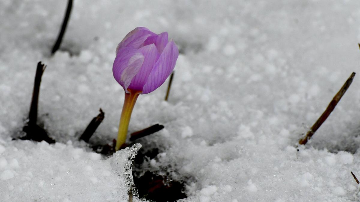Vreme neobișnuită în luna februarie 2024, în România. Iată prognoza meteo pentru următoarele 4 săptămâni