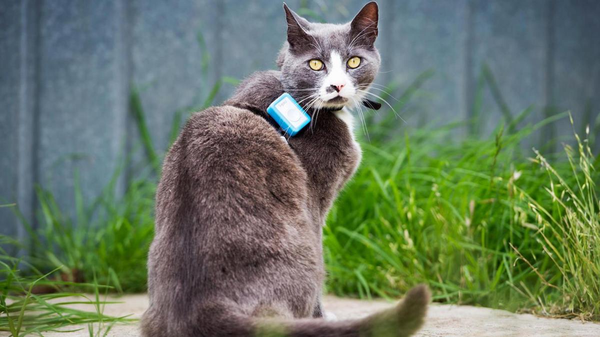 Ce este catnip sau &quot;iarba pisicii&quot;, planta după care mâța ta este înnebunită, iar tu îți poți face ceai din ea 