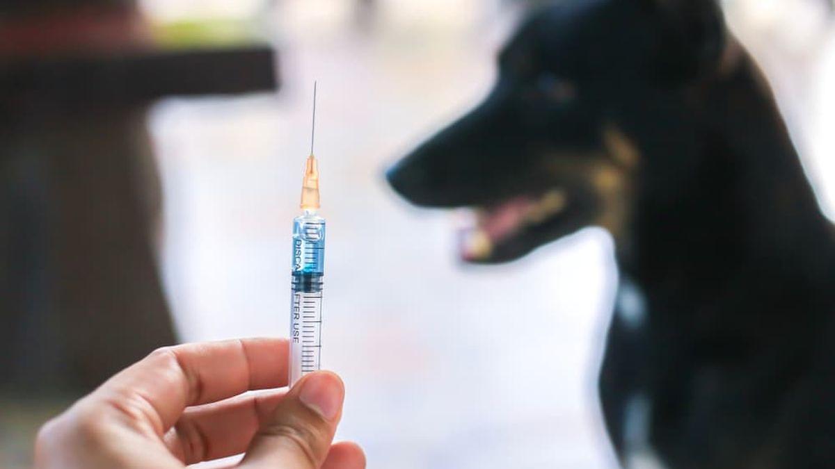 Scandal între veterinari, cu risc de rabie