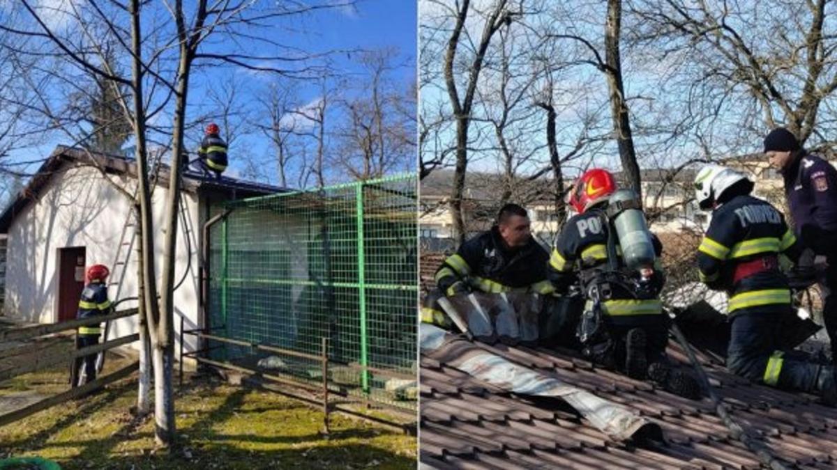  Incendiu la grădina zoologică din Râmnicu-Vâlcea! Animalele au fost evacuate
