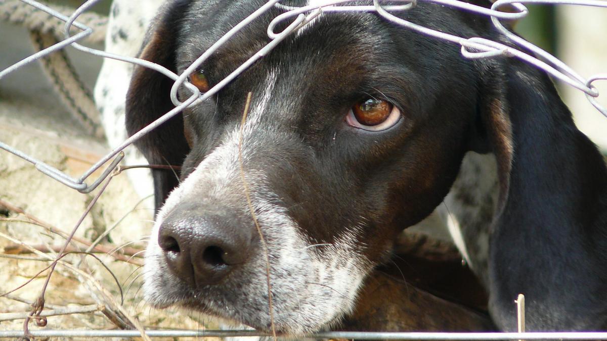 Peste 1.200 de câini au fost adoptați din adăposturile ASPA București